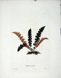 Original Old Antique Print Loddgies H/C Botanical C1818 Grammitis Ceeterac 19th