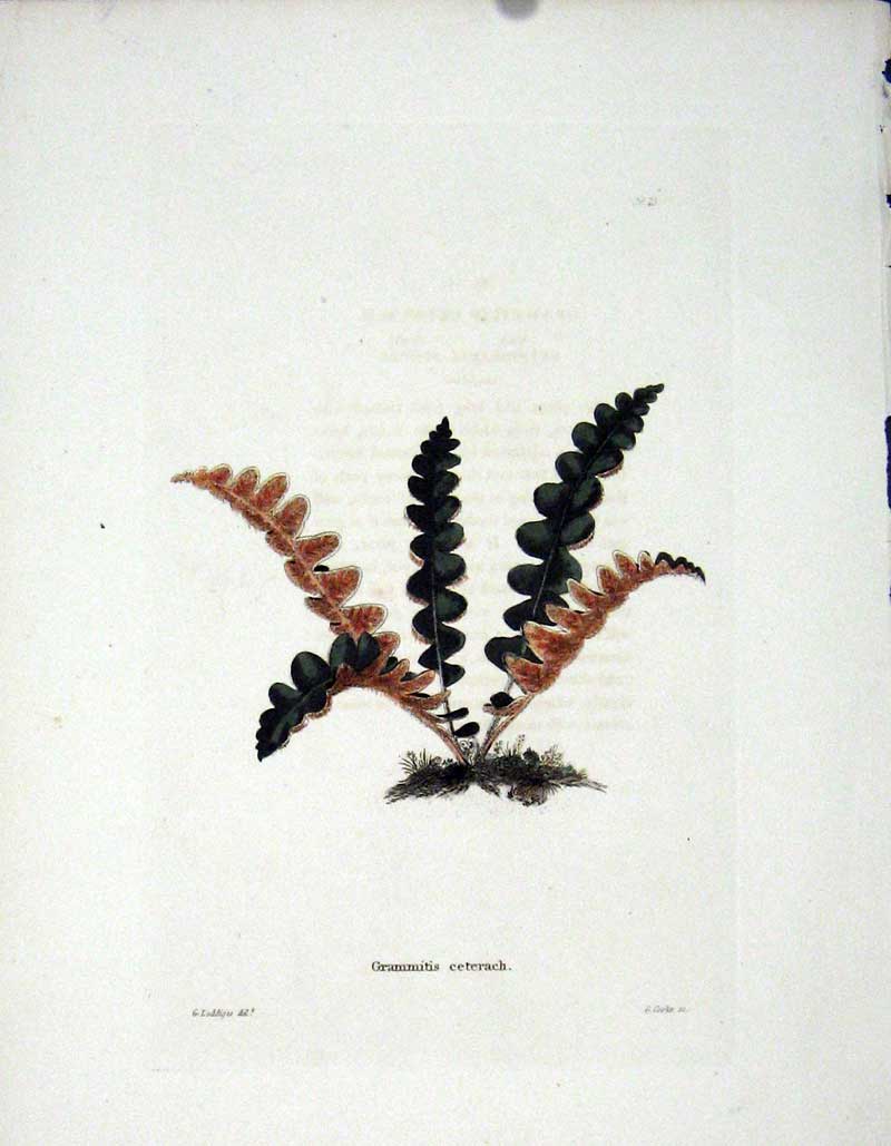 Original Old Antique Print Loddgies H/C Botanical C1818 Grammitis Ceeterac 19th