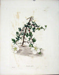 Original Old Antique Print Loddgies H/C Botanical C1818 Potentilla Glabra 19th