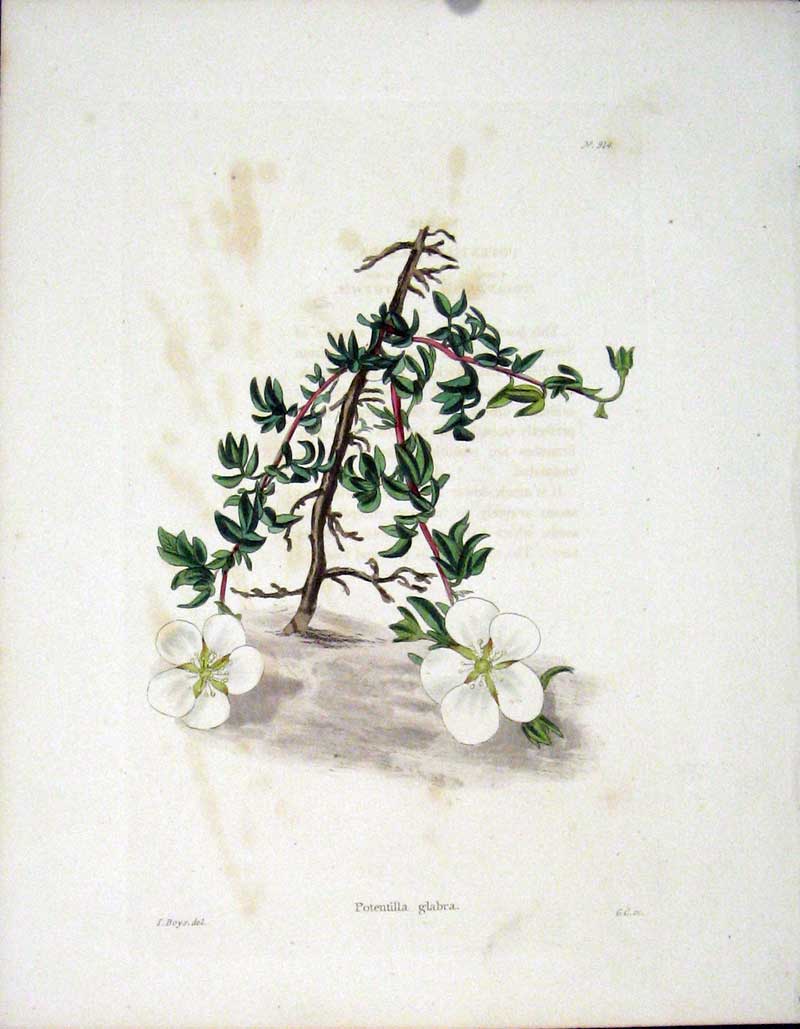 Original Old Antique Print Loddgies H/C Botanical C1818 Potentilla Glabra 19th