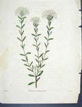 Original Old Antique Print Loddgies H/C Botanical C1818 Pimelea 19th Century