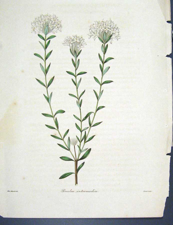 Original Old Antique Print Loddgies H/C Botanical C1818 Pimelea 19th Century