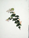 Original Old Antique Print Loddgies H/C Botanical *2 Vaccinium Ovatum