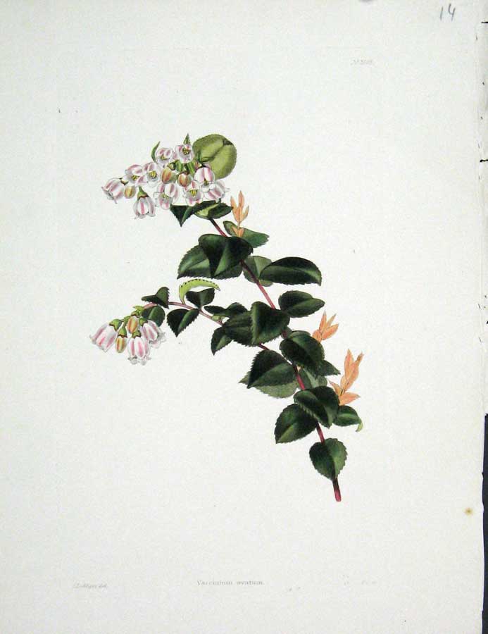 Original Old Antique Print Loddgies H/C Botanical *2 Vaccinium Ovatum