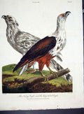 Original Old Antique Print Wilkes Birds C 1804 Noisy And Longtailed Eagles 19th