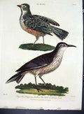 Original Old Antique Print Wilkes Birds C 1804 Flapping And African Larks 19th