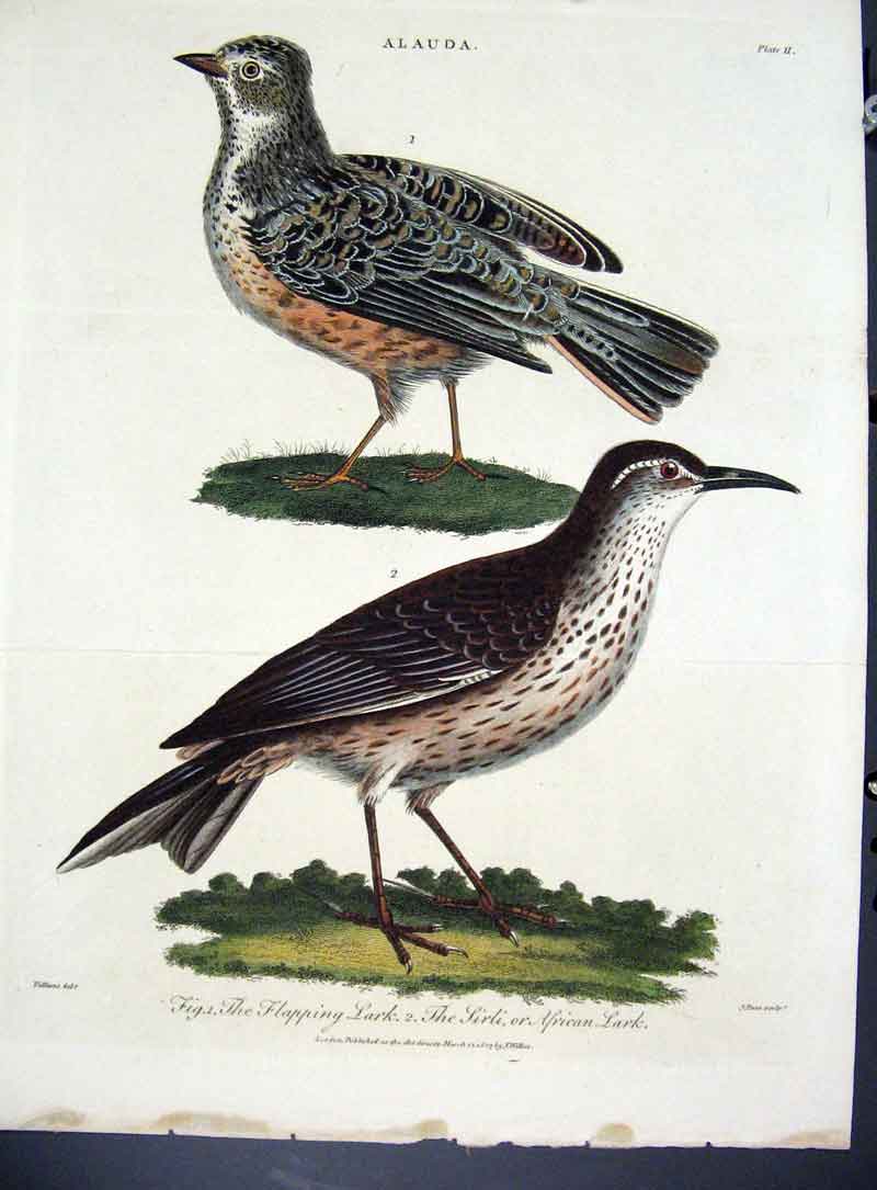 Original Old Antique Print Wilkes Birds C 1804 Flapping And African Larks 19th