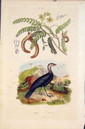 Original Old Antique Print Bird Birds Telegale Plant Tamarinier Fine Art C1837