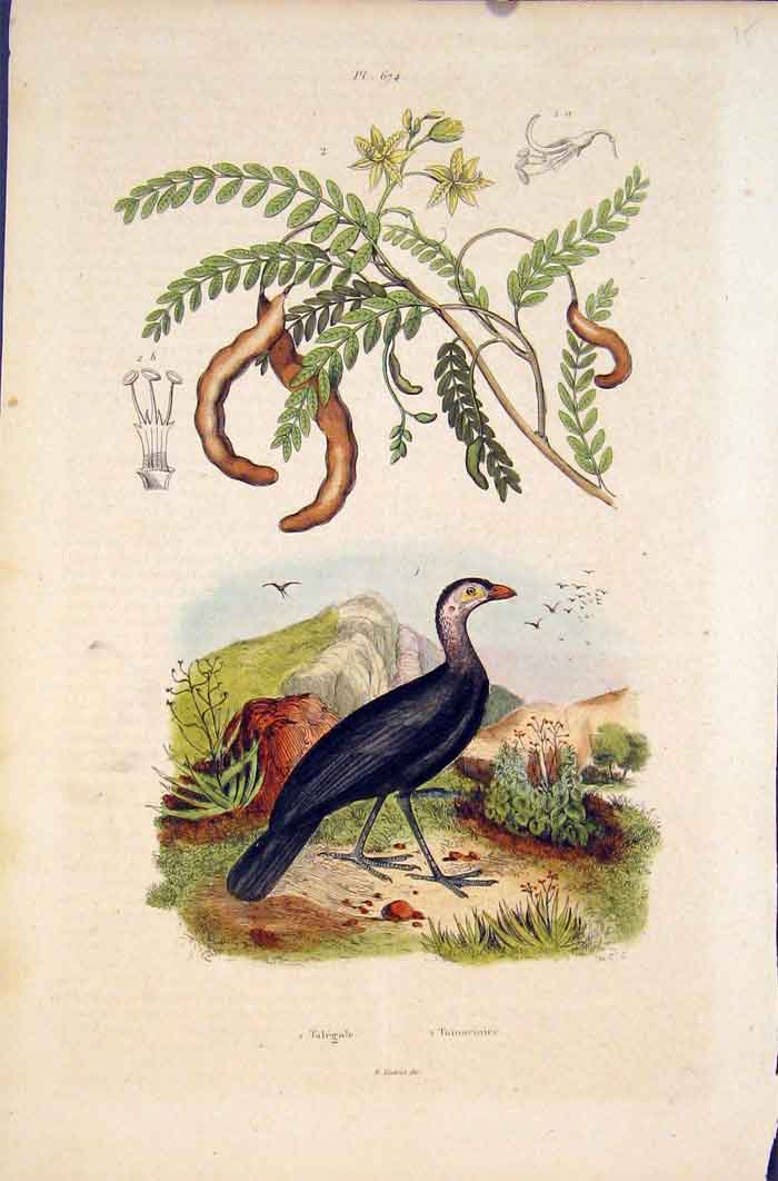 Original Old Antique Print Bird Birds Telegale Plant Tamarinier Fine Art C1837