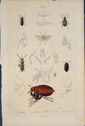 Original Old Antique Print Beetle Inscet Peterophore Ptilium Ptilin Ptine