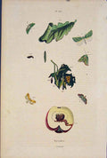Original Old Antique Print Plant Flower Butterfly Moth Worm Colour Art