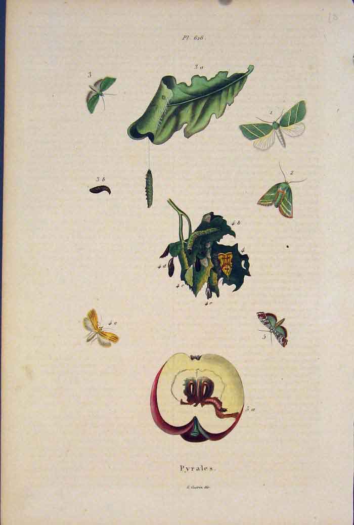 Original Old Antique Print Plant Flower Butterfly Moth Worm Colour Art
