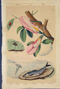 Original Old Antique Print Flora Fauna Spider Fish Betle Clupe C1839 Victorian