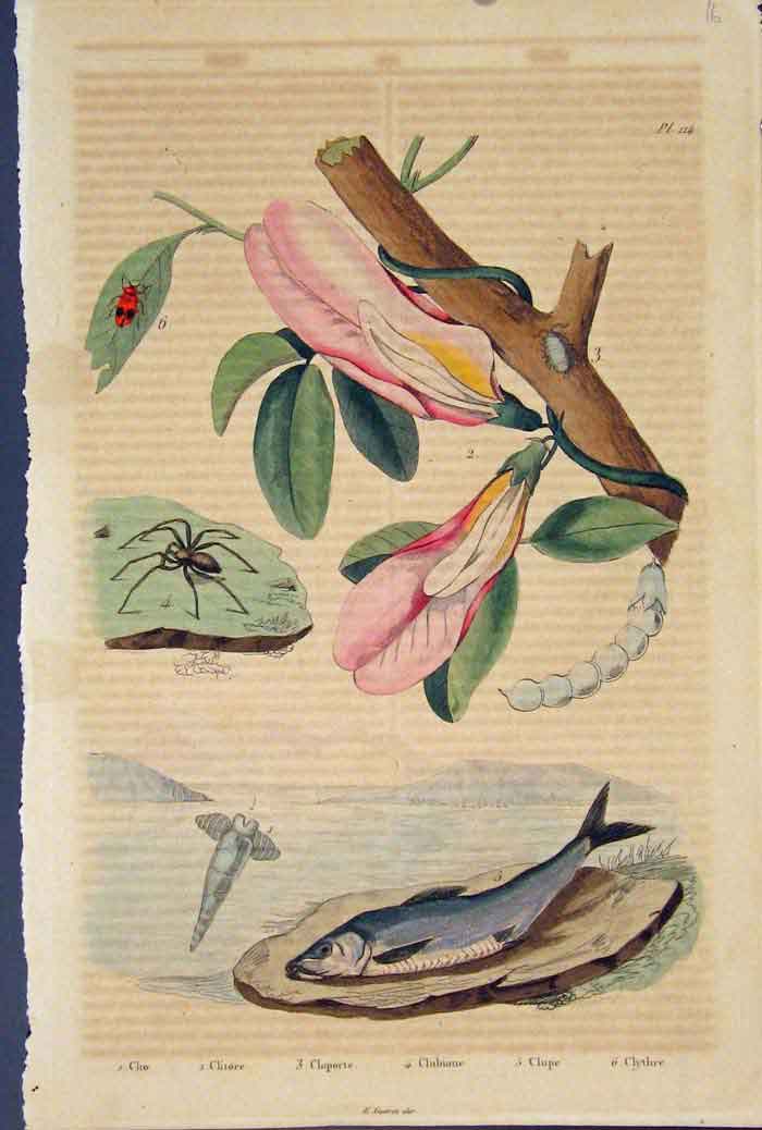 Original Old Antique Print Flora Fauna Spider Fish Betle Clupe C1839 Victorian