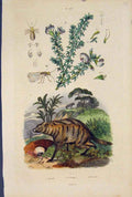 Original Old Antique Print Plant Flower Beetle Fly Protele Fine Art