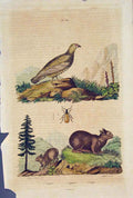 Original Old Antique Print Bird Beetle Rabbit Lagomys Lagopede Lagrie