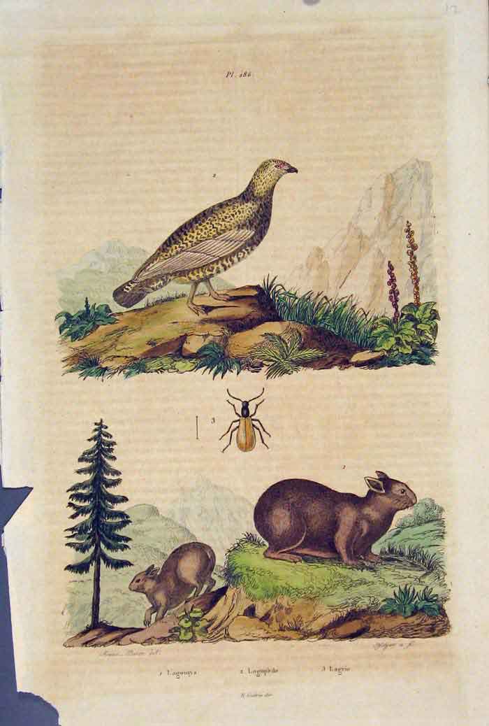 Original Old Antique Print Bird Beetle Rabbit Lagomys Lagopede Lagrie