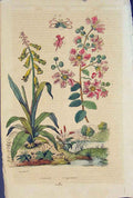 Original Old Antique Print Flower Plant Colour Lachenalie Lagerstroemie Fine Art