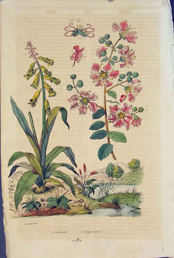 Original Old Antique Print Flower Plant Colour Lachenalie Lagerstroemie Fine Art