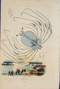 Original Old Antique Print Pyllosome Fishing Fish Fine Art C1839 19th