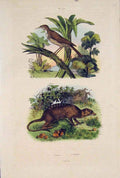 Original Old Antique Print Bird Birds Sucrier Surikate Fine Art 1839 Victorian