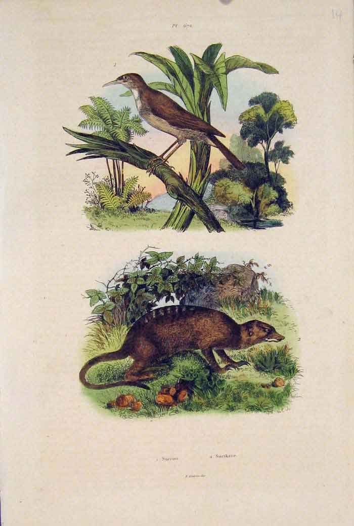 Original Old Antique Print Bird Birds Sucrier Surikate Fine Art 1839 Victorian