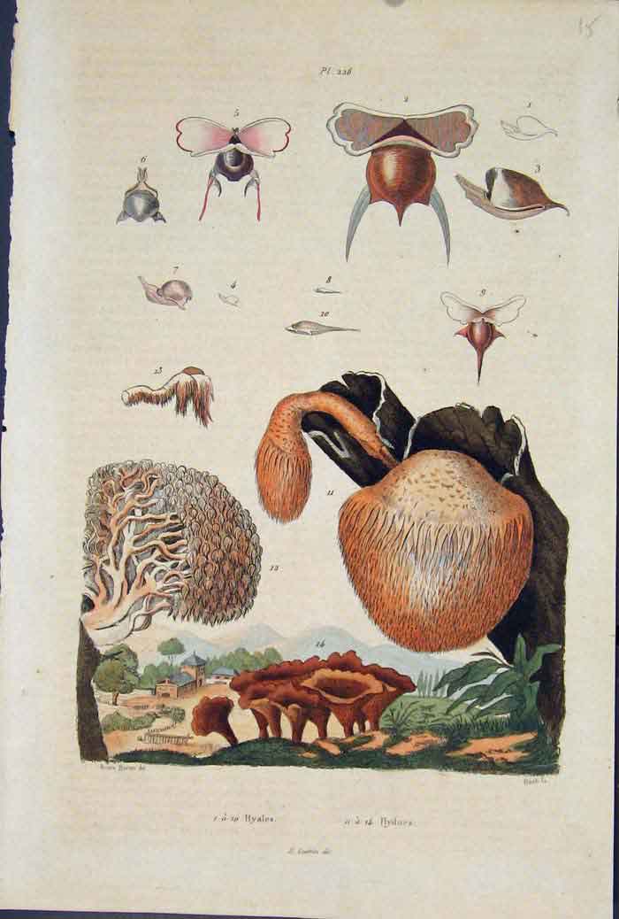 Original Old Antique Print Plant Flower Hyales Hydnes Fine Art C1839 Victorian