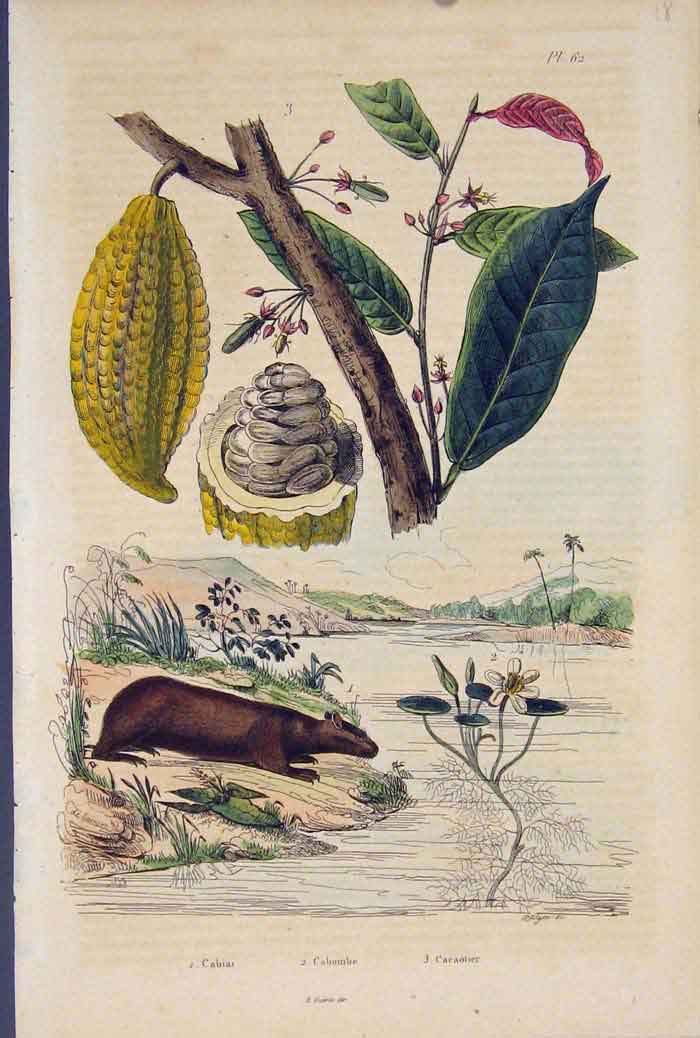 Original Old Antique Print Animal Plant Flower Seed Cabiai Cabombe Cacotier