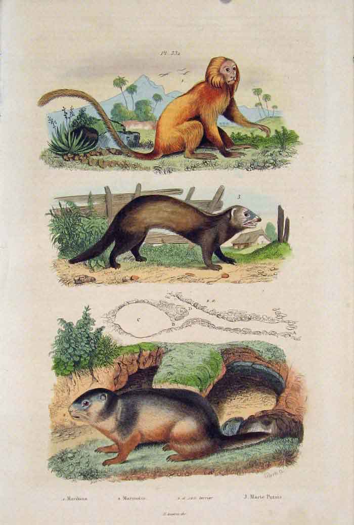 Original Old Antique Print Marikina Marmorre Terrier Marte Putois Fine Art 1839
