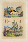 Original Old Antique Print Lemming Ledon Ledre Flower Plant Art