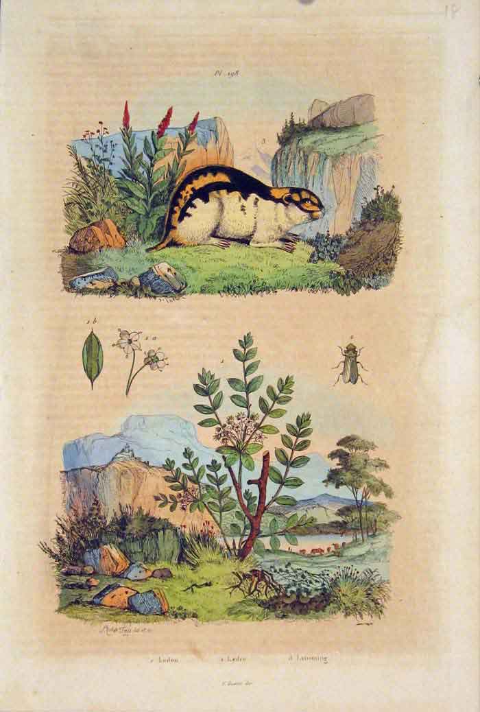 Original Old Antique Print Lemming Ledon Ledre Flower Plant Art