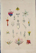 Original Old Antique Print Mariage Des Plantes Flower Colour C1839 Victorian