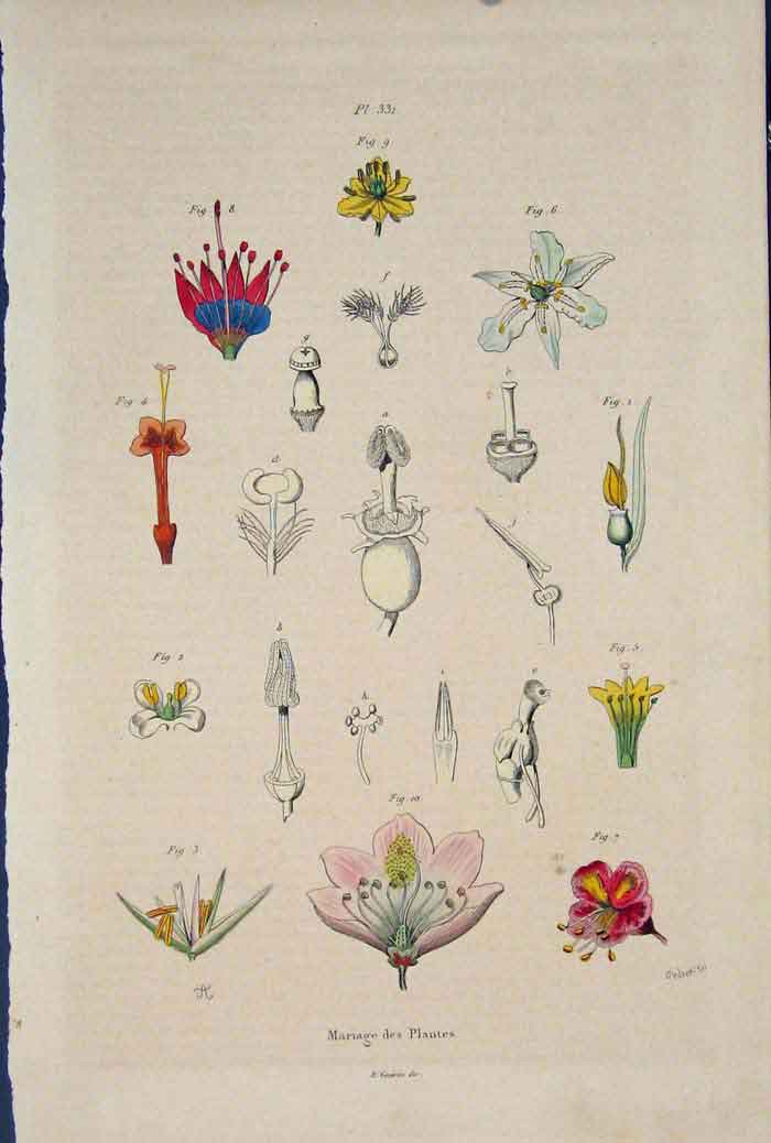 Original Old Antique Print Mariage Des Plantes Flower Colour C1839 Victorian