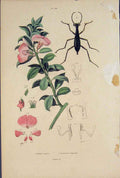 Old Antique Print Beetle Plant Flower Podalyre Soyeux Damaster Blaptoide