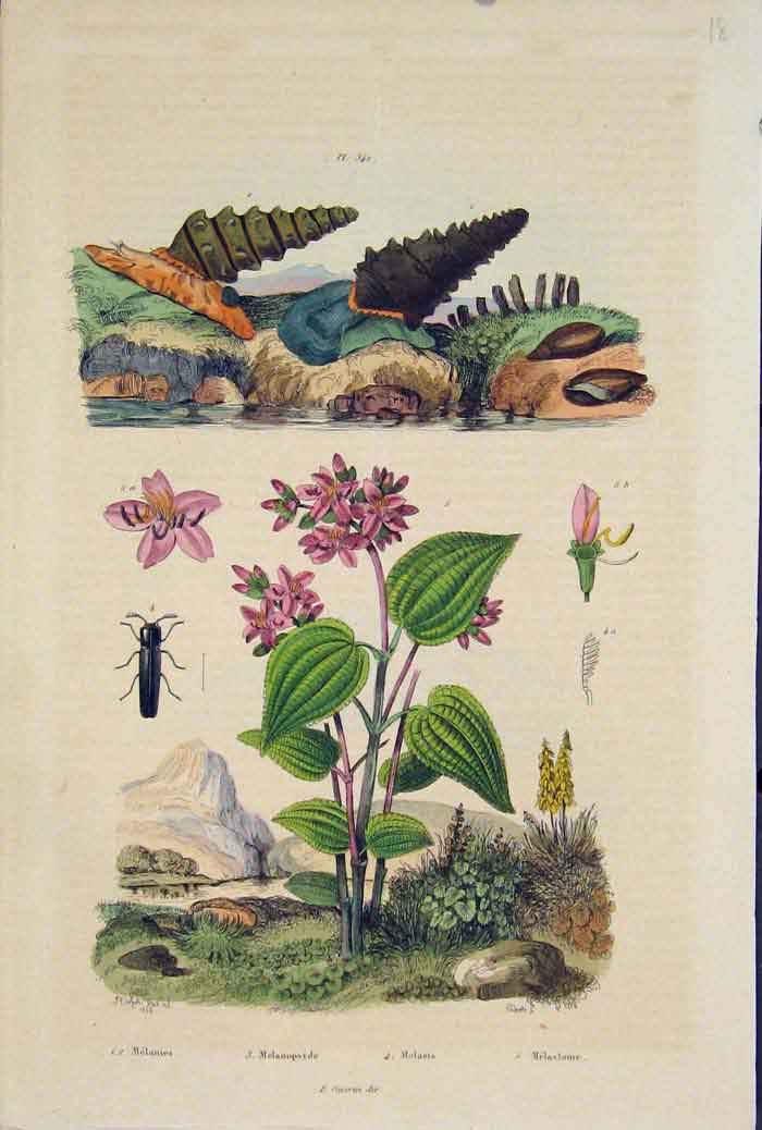 Old Antique Print Beetle Snail Flower Plant Melanies Melanopside Melasis
