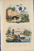 Original Old Antique Print Campagnol Duck Ducks Campanule Canard