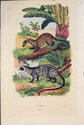 Original Old Antique Print Paradoxures Animal Colour Fine Art 1839 Victorian