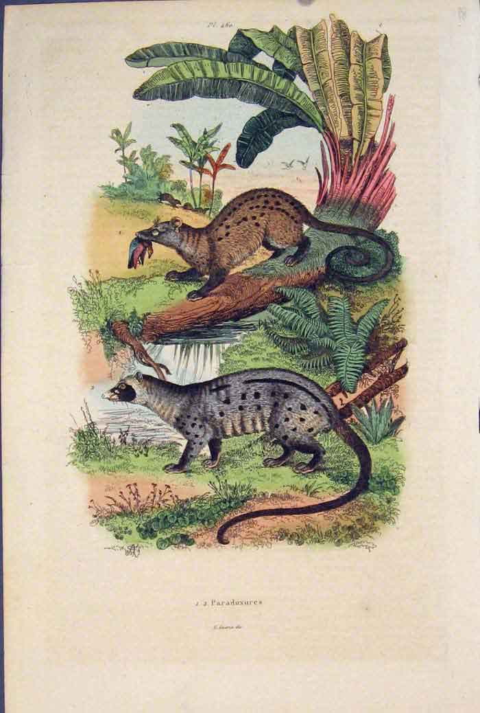 Original Old Antique Print Paradoxures Animal Colour Fine Art 1839 Victorian