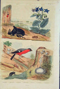 Original Old Antique Print Beetle Bird Flower Grasshopper Bostriche Bourrache