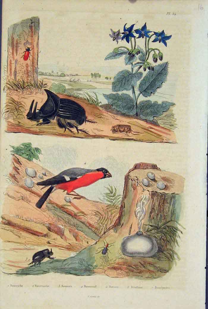 Original Old Antique Print Beetle Bird Flower Grasshopper Bostriche Bourrache