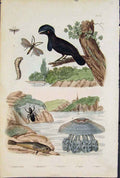 Original Old Antique Print Fly Worm Bird Fish Beetle Cephalacanthe Cephus