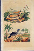 Original Old Antique Print Snake Bird Histerope Hocco Colour Fine Art C1839 19th