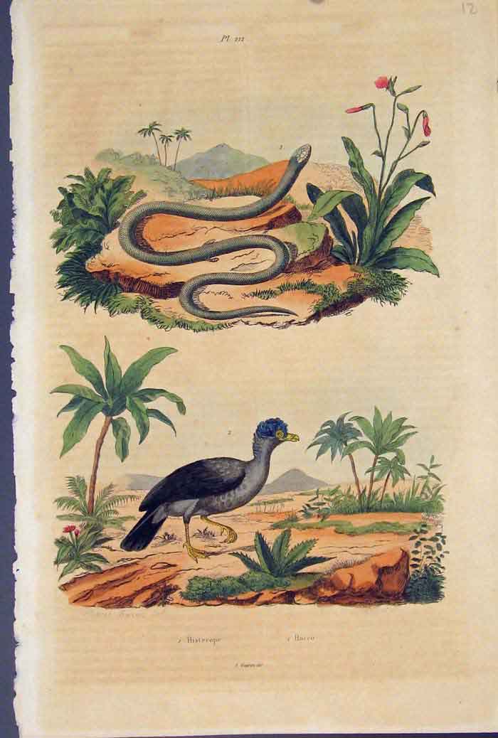 Original Old Antique Print Snake Bird Histerope Hocco Colour Fine Art C1839 19th