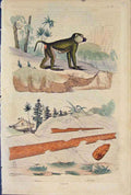 Original Old Antique Print Baboon Babouin Bacculite Fine Art
