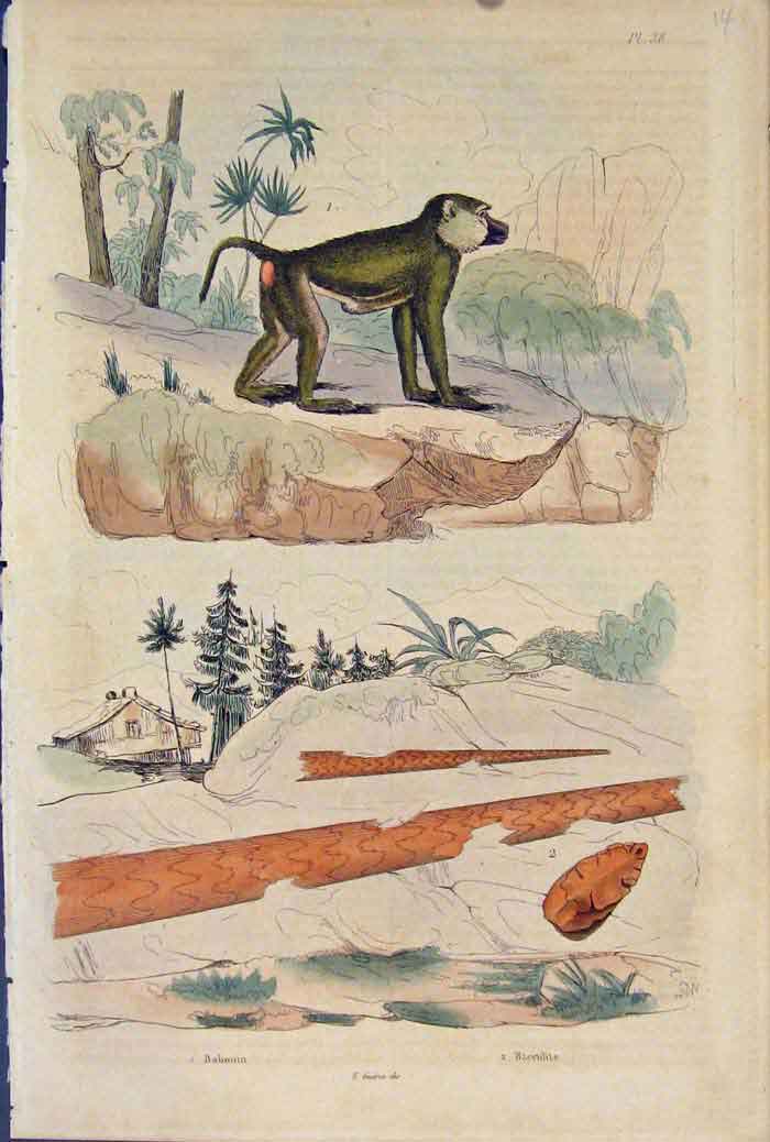 Original Old Antique Print Baboon Babouin Bacculite Fine Art