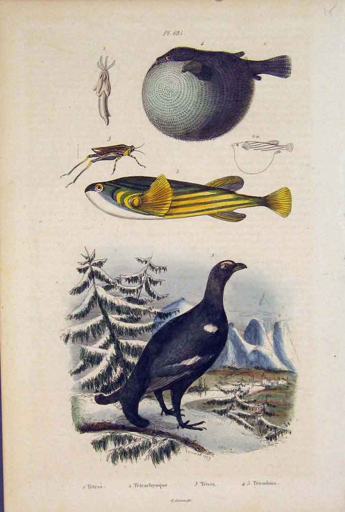 Original Old Antique Print Fish Insect Grasshopper Bird Tetras Tetrarhynque