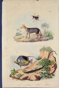 Original Old Antique Print Fish Fox Insect Chacal Chae4Todon Chalcide Chalcis