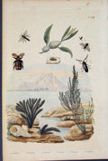 Original Old Antique Print Beetle Flower Plant Ceramie Ceraptere Ceratine