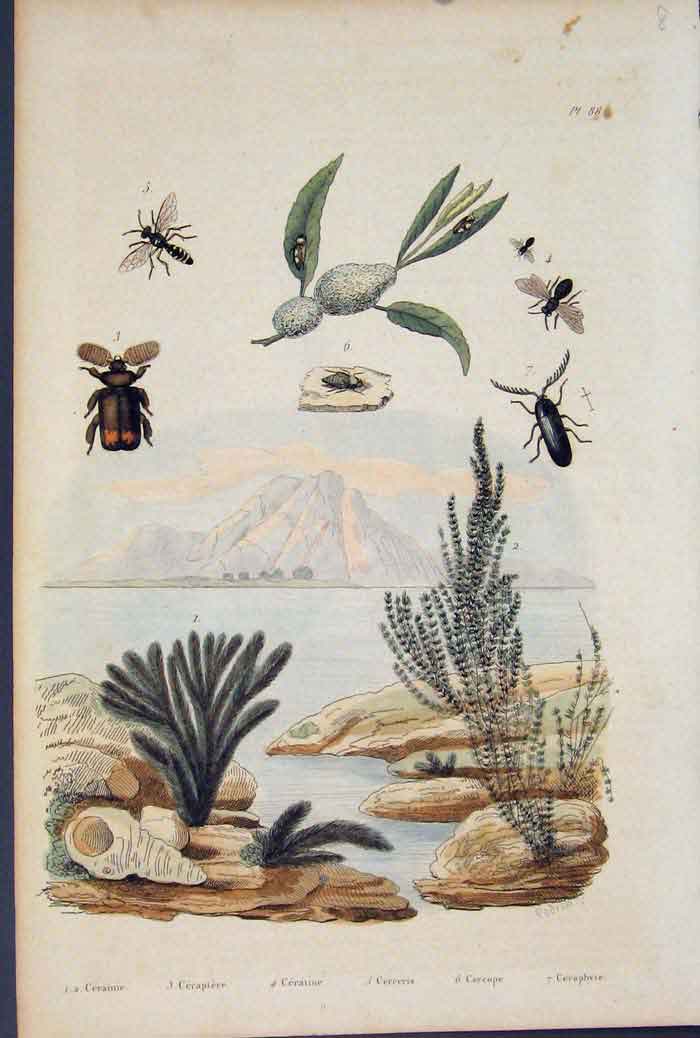 Original Old Antique Print Beetle Flower Plant Ceramie Ceraptere Ceratine