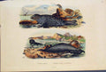 Original Old Antique Print Seal Seals Phoque Commun Trompe Macrorhine